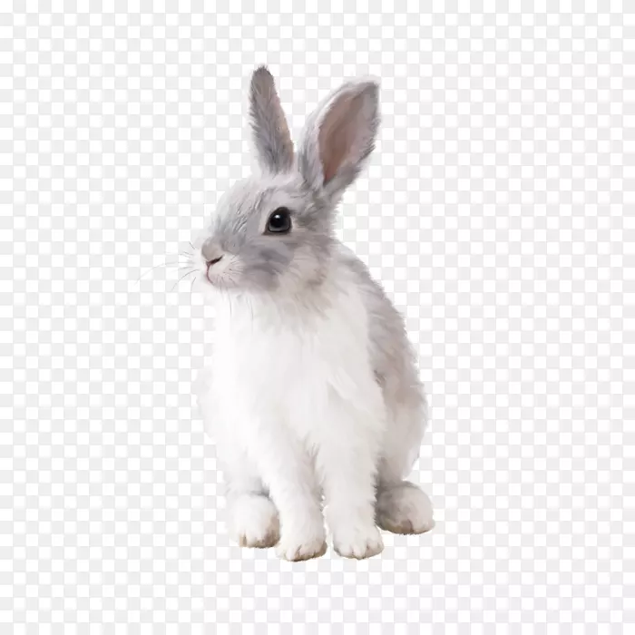 兔子剪贴画-兔子