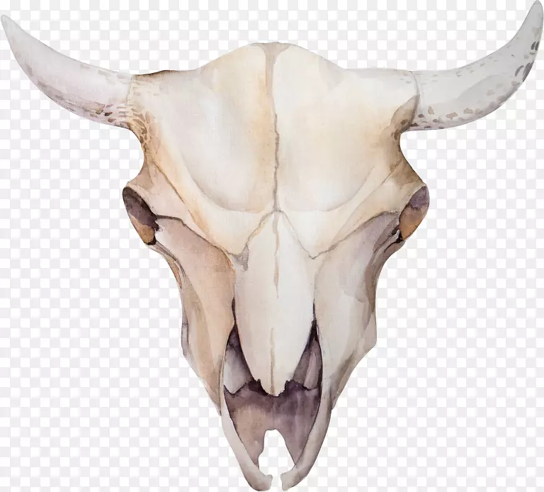 牛群摄影头盖骨花设计.头骨