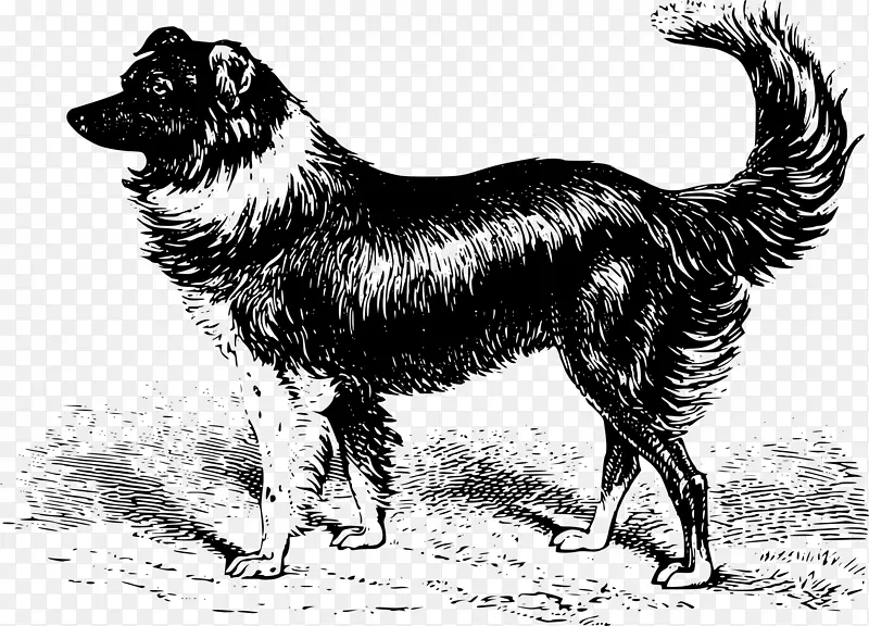 边境牧羊犬，粗野牧羊犬，苏格兰牧羊犬，大胡子牧羊犬，旧英国牧羊犬