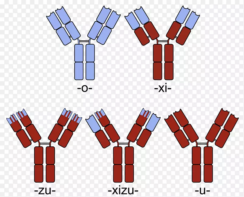 人源化单克隆抗体融合蛋白嵌合体