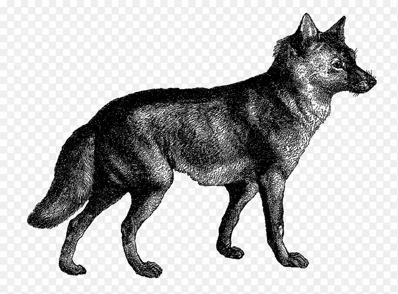 昆明狼狗萨勒斯狼狗捷克斯洛伐克狼犬塔米克犬雪橇犬