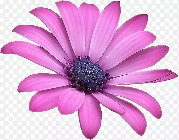 花瓣花纸紫罗兰水彩画-花