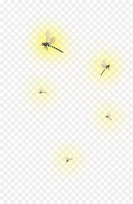 萤火虫图片工作室昆虫桌面壁纸