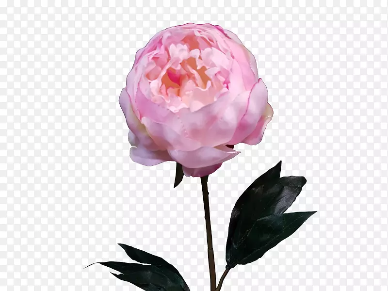 仙人掌玫瑰花园玫瑰牡丹切花花束牡丹