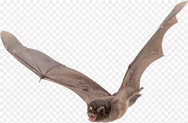 蝙蝠翼发展剪贴画-蝙蝠