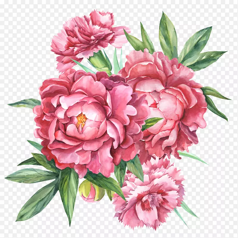花卉设计康乃馨植物学插画花束植物花