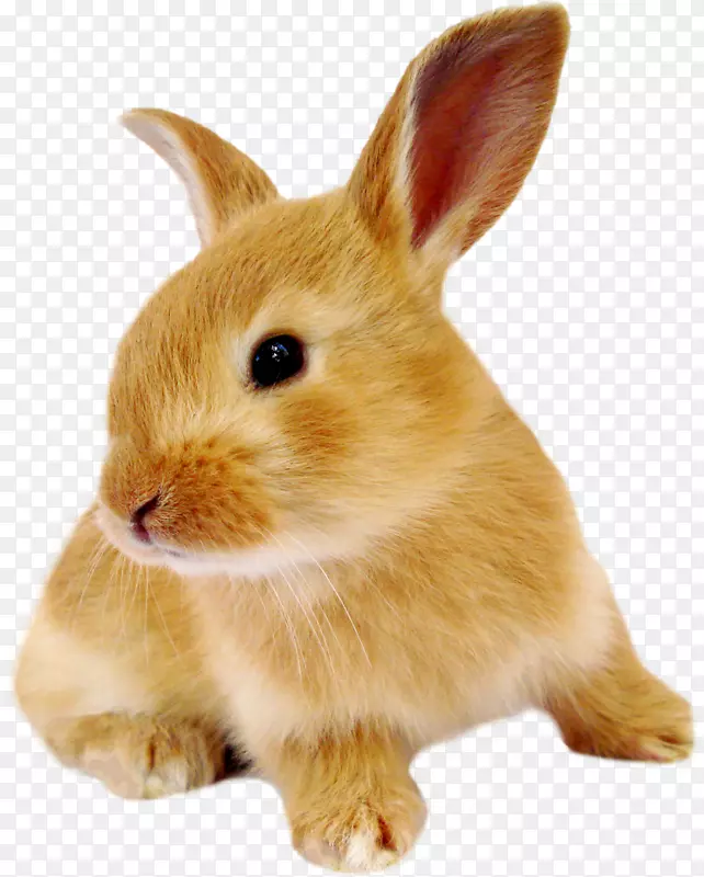 家养兔欧洲兔东方棉兔