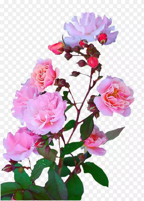 花园玫瑰切花蜈蚣玫瑰花卉设计