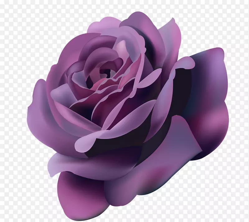 玫瑰花紫罗兰-玫瑰