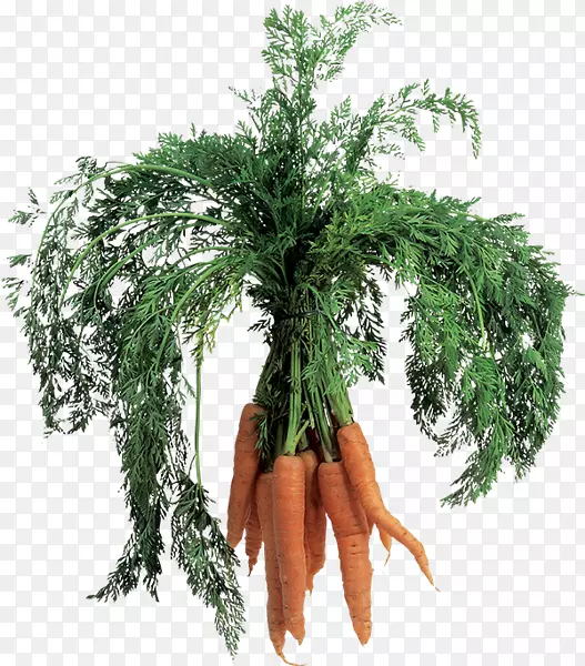 胡萝卜蔬菜沙拉图像文件格式胡萝卜