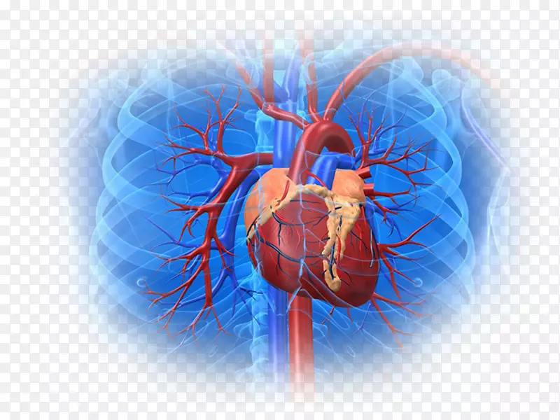 心血管疾病心脏病学健康心脏