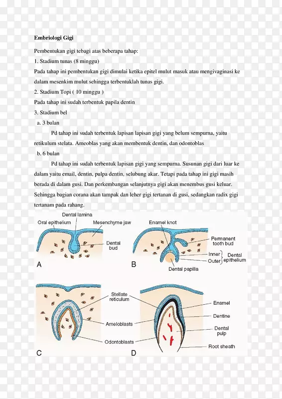 发育中的人类牙齿发育胚胎学-舌