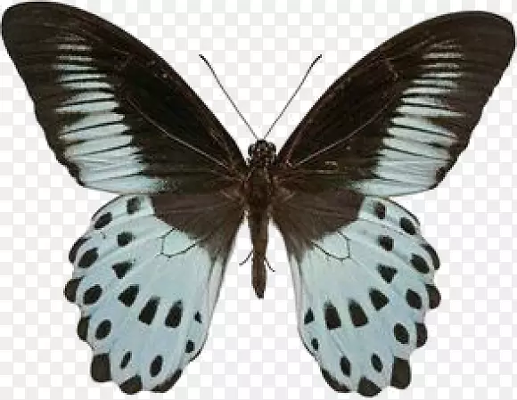 燕尾蝶
