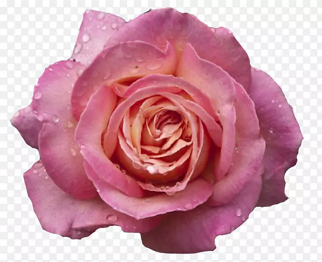 花园玫瑰，粉红色花，蜈蚣，玫瑰-花