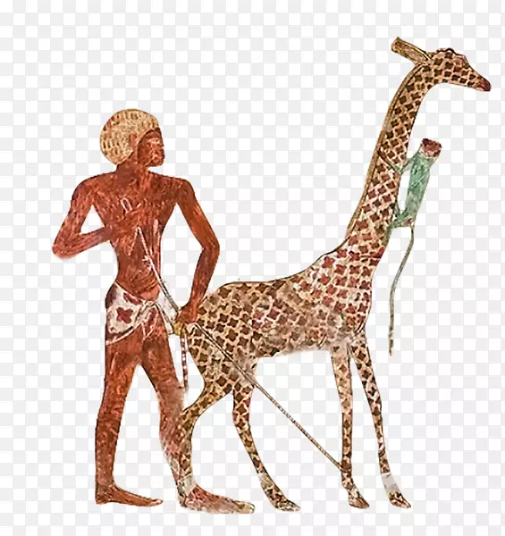 古埃及尼肯动物园埃及长颈鹿