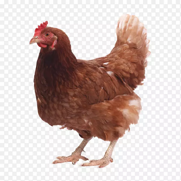 白切鸡，奥平顿鸡，Wyandotte鸡，罗得岛红股摄影-鸡蛋