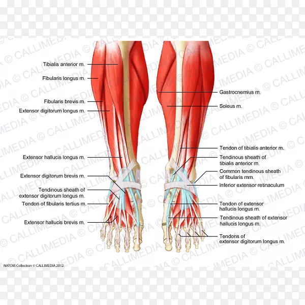Crus肌肉系统-人体脚-他人