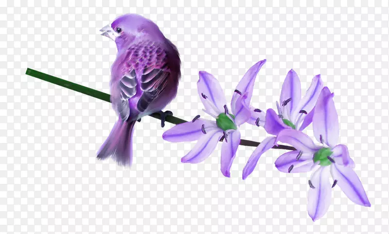 紫紫丁香鸟