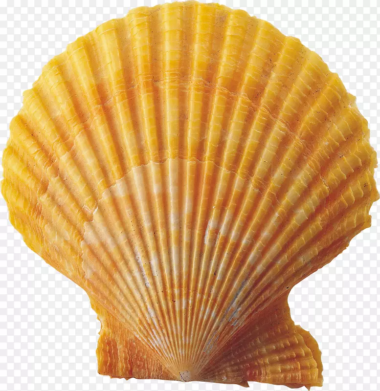 贝壳海螺夹艺术-贝壳