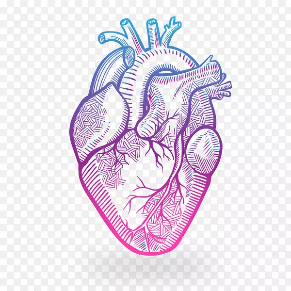 心脏解剖图-心脏