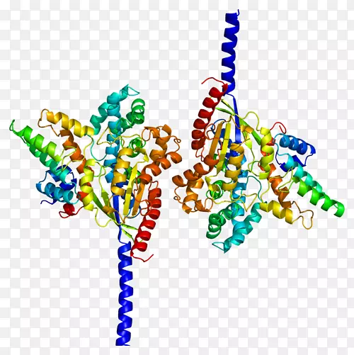 RGS 4gα亚基调控g蛋白信号异三聚体g蛋白