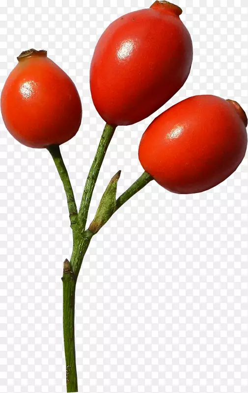 李子番茄灌木番茄玫瑰嘻哈食物-番茄