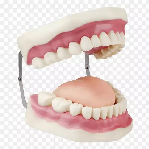 义齿、牙科器械、人牙种植体