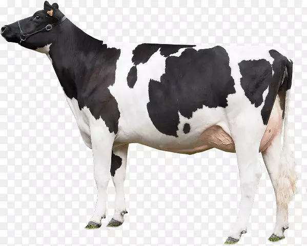 荷斯坦，弗里西亚牛，得克萨斯州长角肉牛，雌牛，牛-公牛
