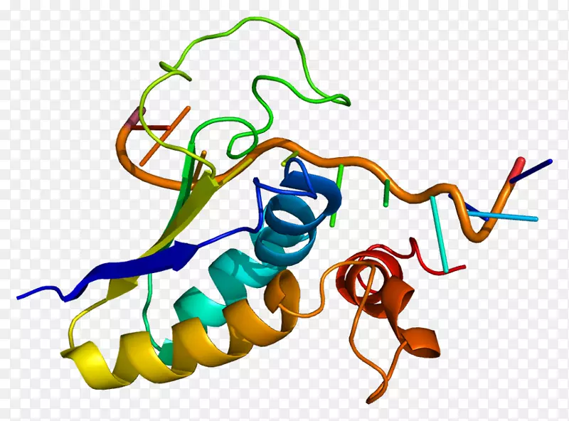SF1甾体生成因子1蛋白基因Foxp 2