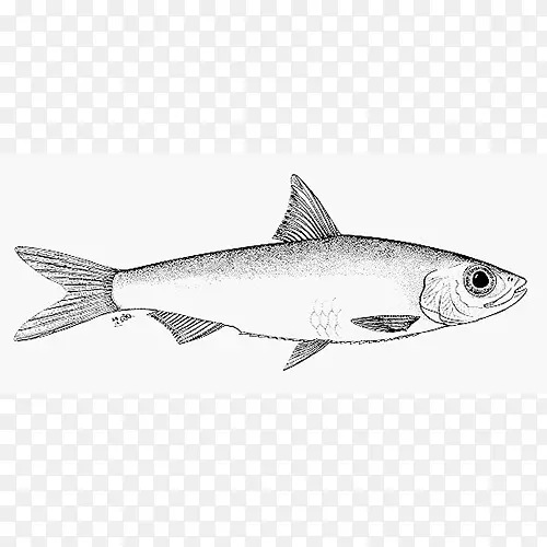 沙丁鱼角鲨鱼油性鱼类09777海洋生物