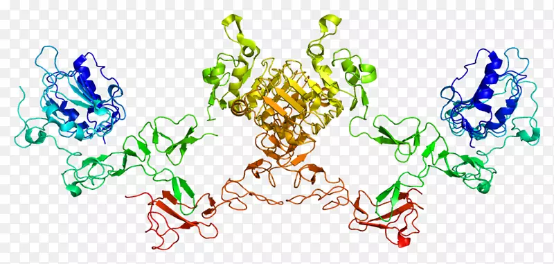 ERBB 4 HER 2/neu蛋白激酶
