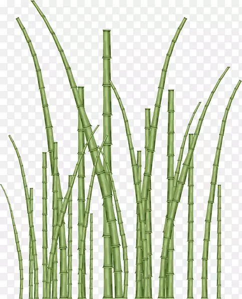 香根草竹商品植物茎-竹