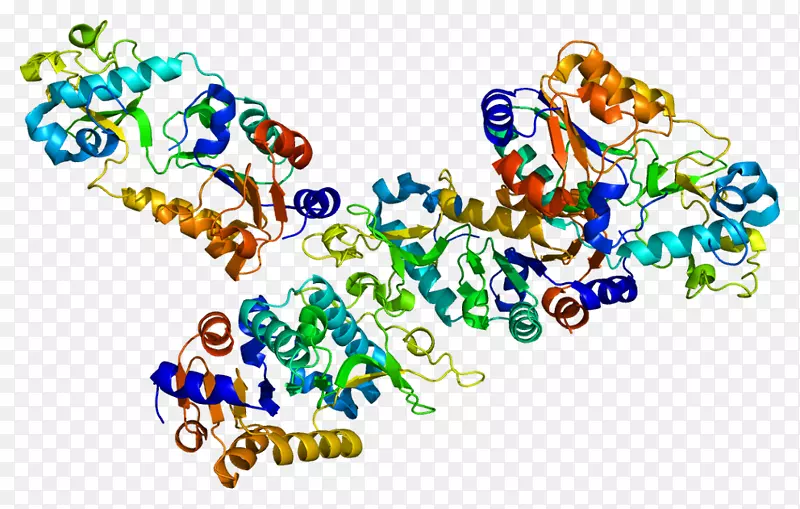 sirtuin 5基因磷酸氨基甲酸合成酶Ⅰ