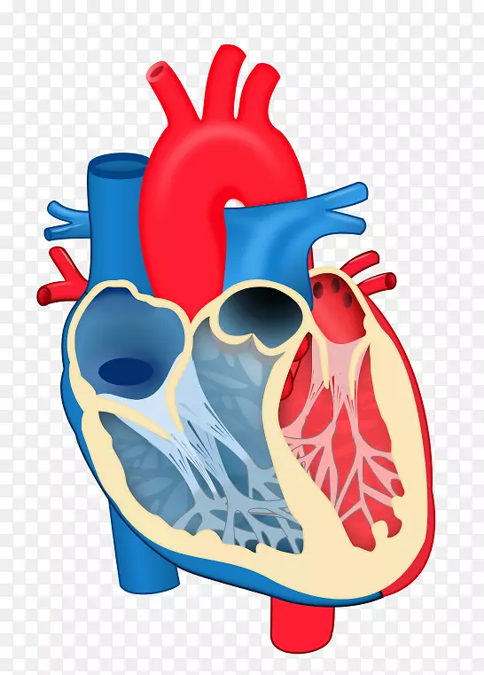 心脏瓣膜腱索解剖图-心脏
