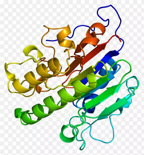 AP内切酶apex1蛋白dna-(无尿或无嘧啶位点)裂解酶基因