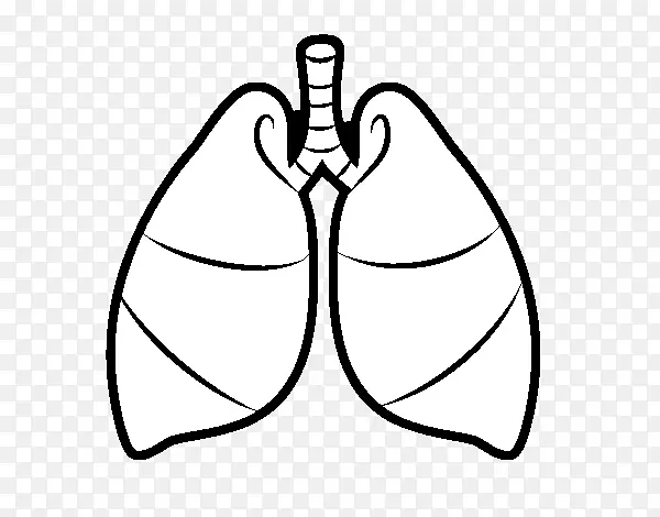 肺牵张呼吸心脏呼吸系统-心脏