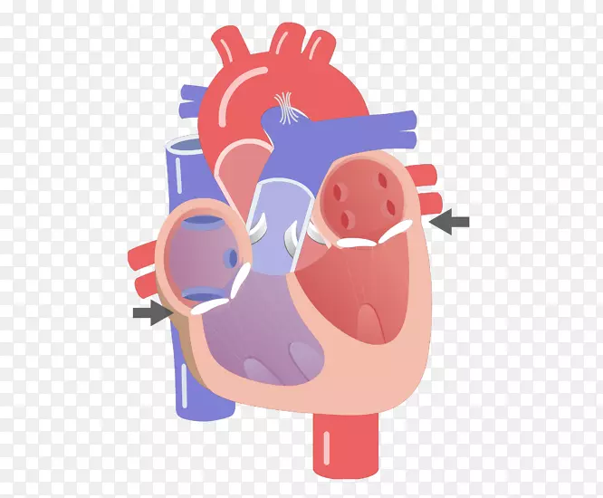 心脏解剖循环系统的心脏瓣膜传导系统-心脏