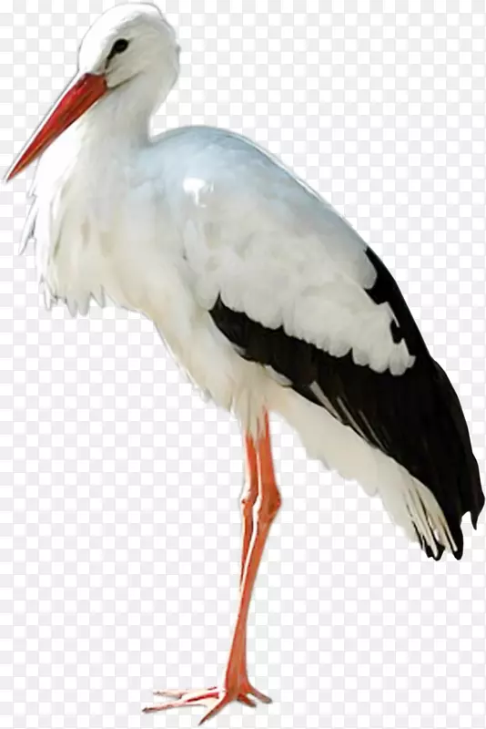 白鹳鸟夹艺术-鸟