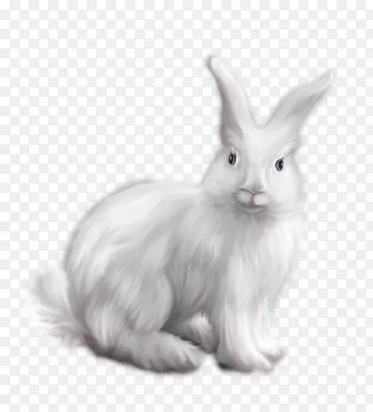 国内兔安哥拉兔白兔剪贴画-兔