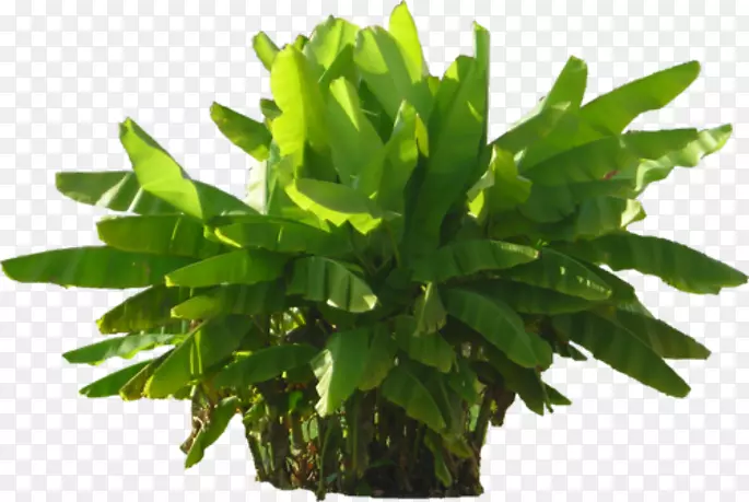 绿色植物剪贴画-植物