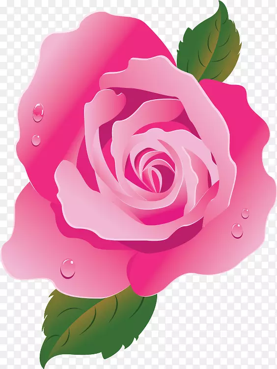 花园玫瑰粉红蜈蚣玫瑰画花
