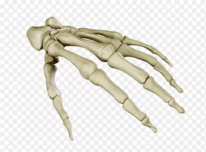 人体骨骼解剖腕骨人体手