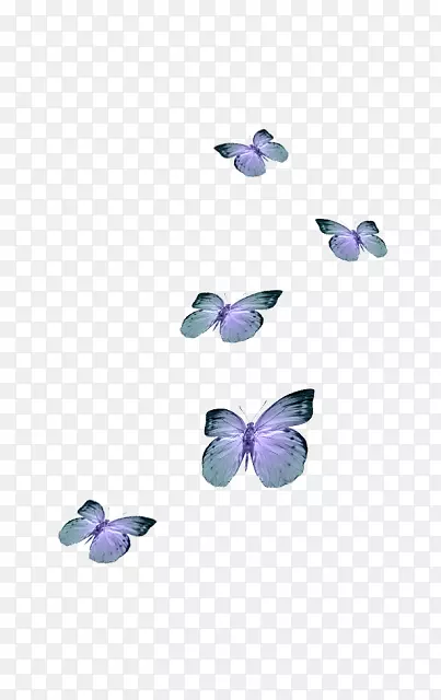 蝴蝶桌面壁纸画夹艺术-蝴蝶