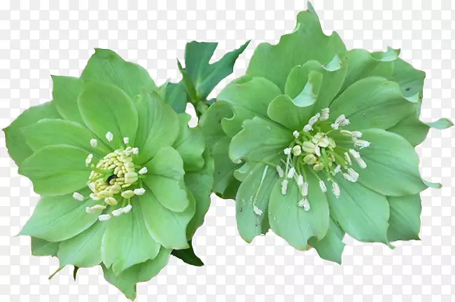 黑线莲(Helleborus helleborus argutifolius helleborus viridis花)月季花