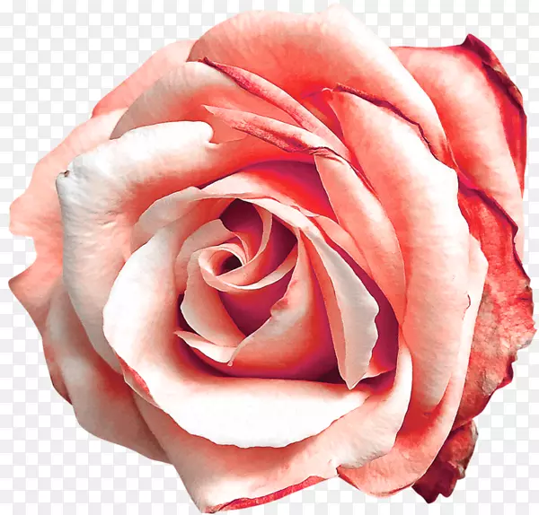 花园玫瑰，粉红色数码剪贴簿，蜈蚣玫瑰-花