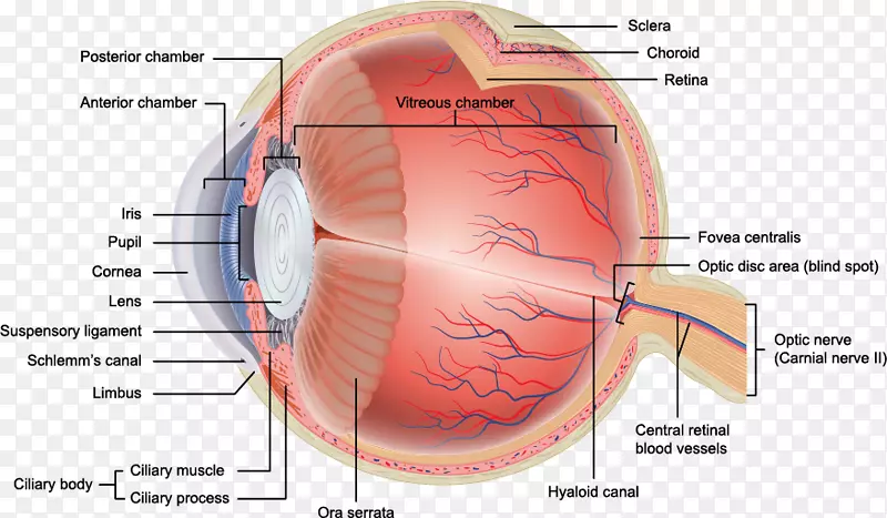 人眼解剖视网膜眼眶