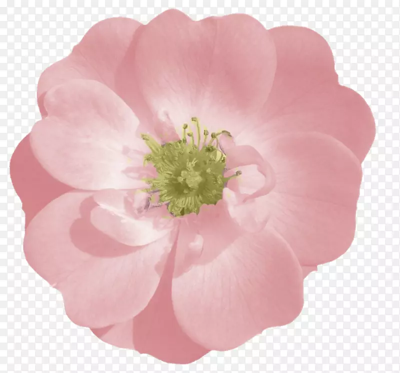 玫瑰粉红插花艺术-玫瑰