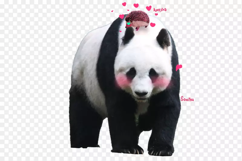 大熊猫汉密尔顿
