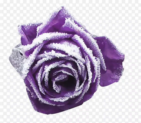 花园玫瑰紫色切花花瓣-紫色