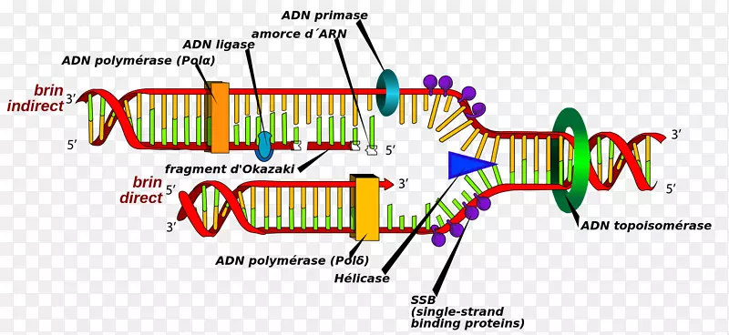 DNA复制细胞DNA聚合酶DNA合成